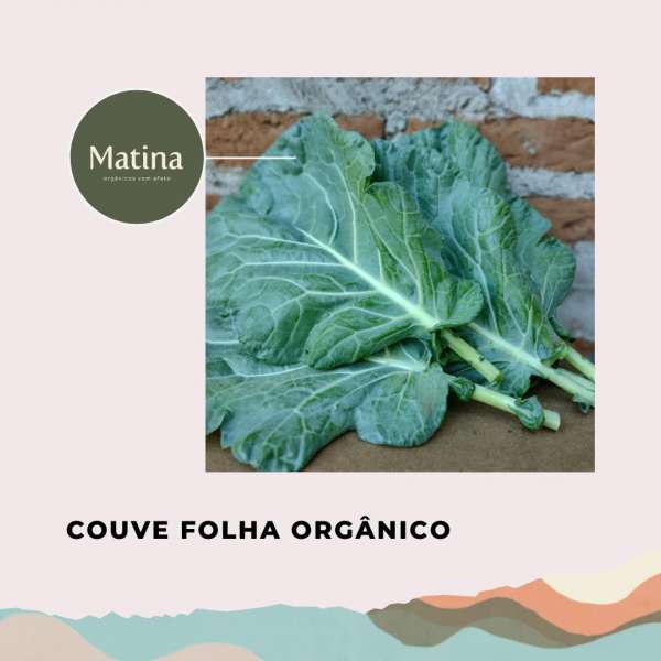 Couve folha orgânico
