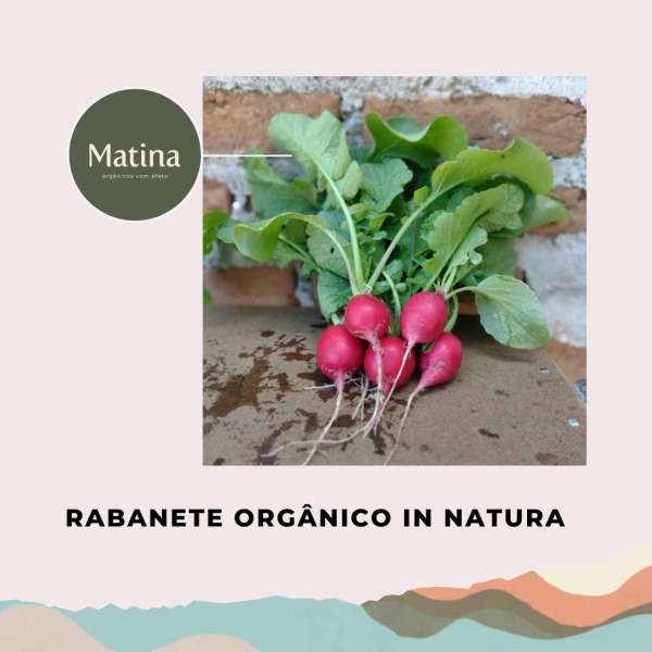 Rabanete orgânico in natura